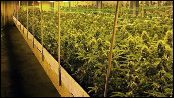 Crescem plantações Indoor de Maconha e Cânhamo na Suíca